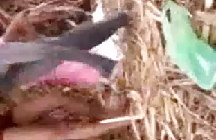 आकर्षक के बीपी सेक्सी पिक्चर बीपी सेक्सी साथ सुंदर गधा हो जाता है एक बिल्ली टपकाव का