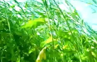 भव्य बेब सफेद में बीपी फिल्म सेक्सी ओपन उसके खिलौने चूसने और कमबख्त बिल्ली